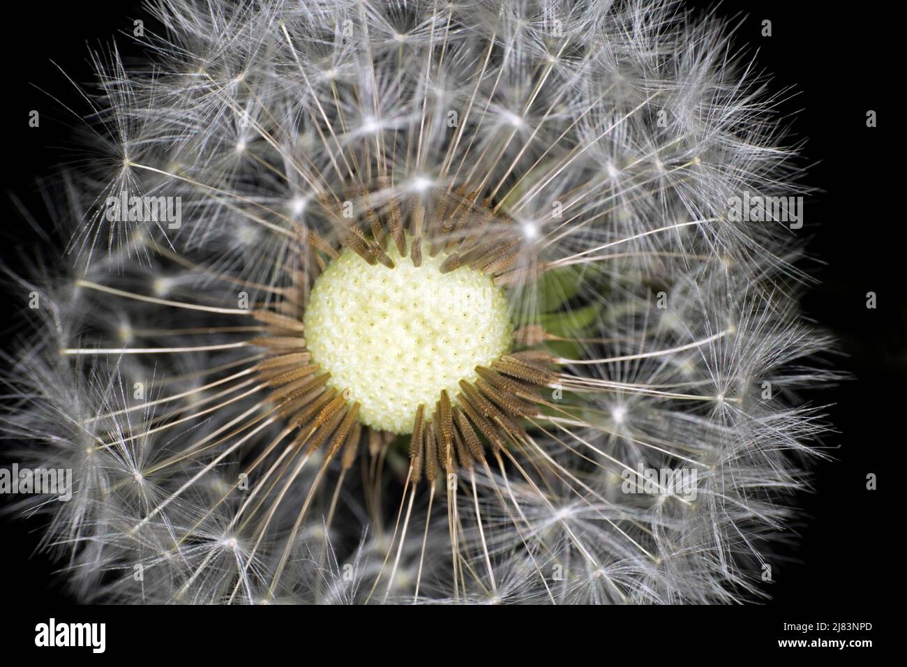 Symbolic image heart, dandelion (Taraxacum sect. Ruderalia), studio photograph with black background Stock Photo