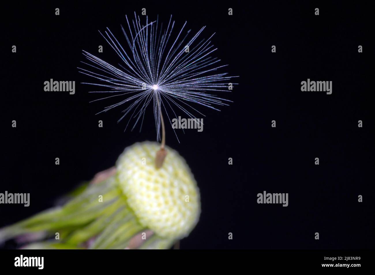 Seed umbrella of a common dandelion (Taraxacum sect. Ruderalia), studio photograph with a black background Stock Photo