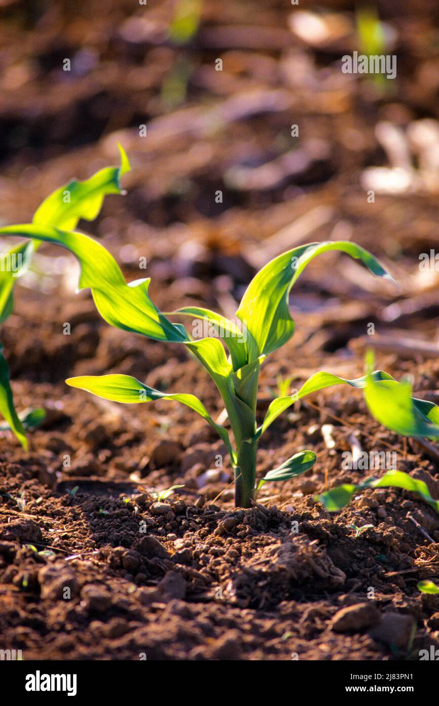 1990s CORN SEEDLINGS GROW IN RICH SOIL LANCASTER COUNTY PENNSYLVANIA