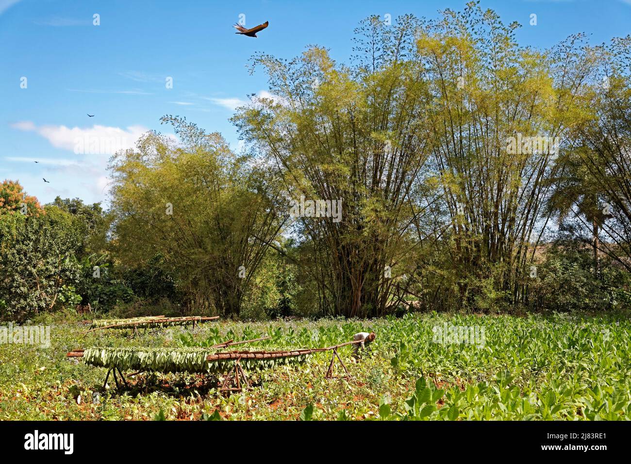 Tobacco farmer picking tobacco leaves in field, tobacco leaves drying on wooden rack, giant bamboo (Dendrocalamus giganteus), bird of prey, tobacco Stock Photo