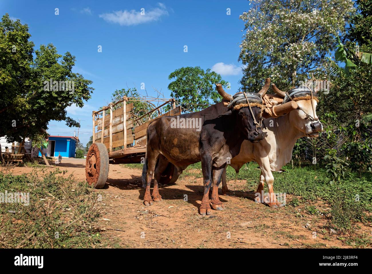 Agriculture, team, two cows as draught animals, cow, singleaxle cart
