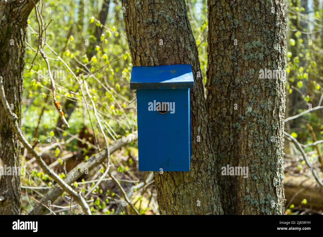 a beautiful blue bird house in a tree in the park Stock Photo - Alamy