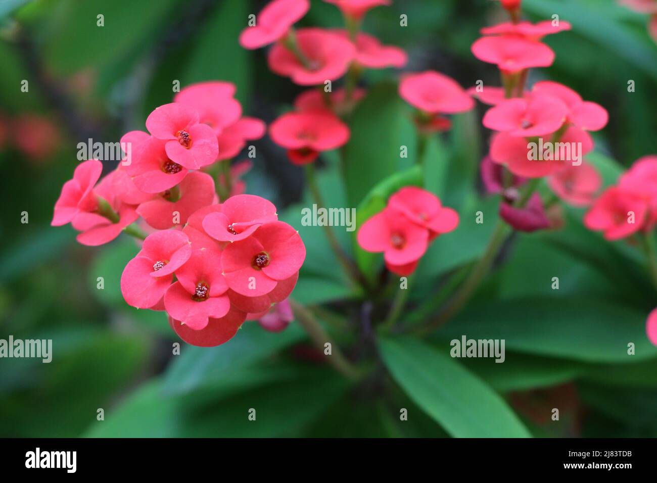 Blooming plant Euphorbia milii or Crown of Thorns Stock Photo