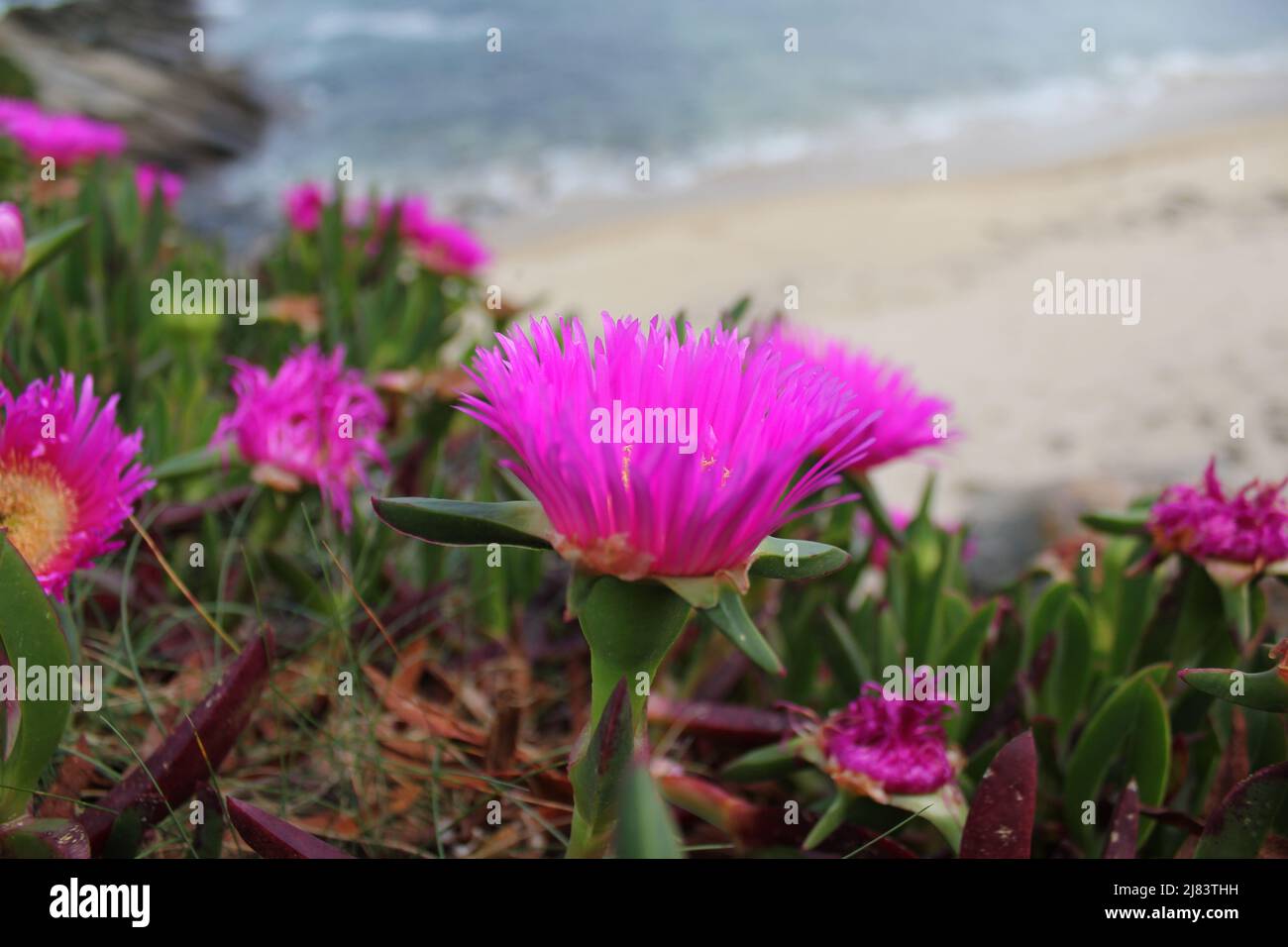 Pink wild flowers hi-res stock photography and images - Alamy