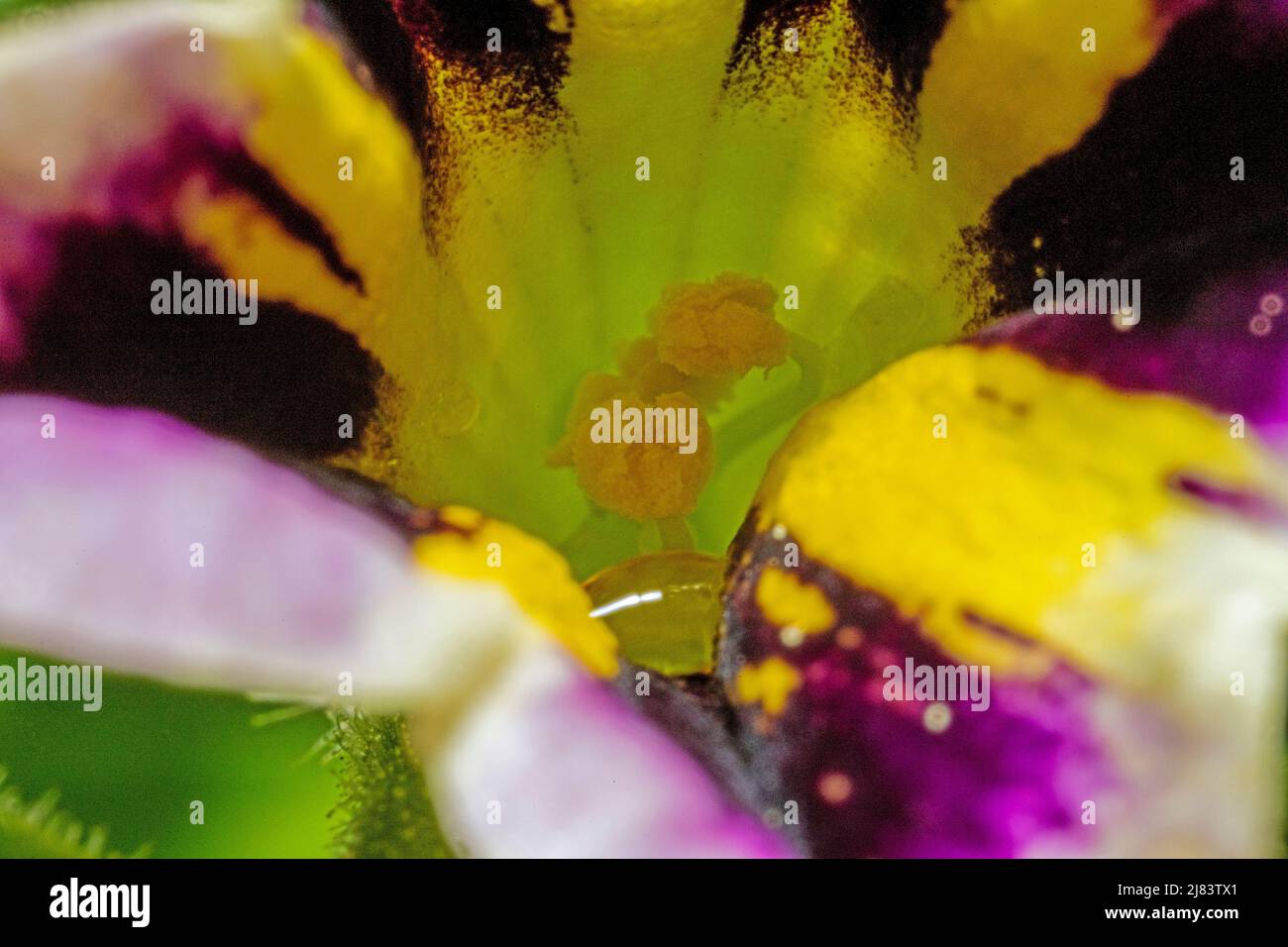 Flower stem texture hi-res stock photography and images - Alamy