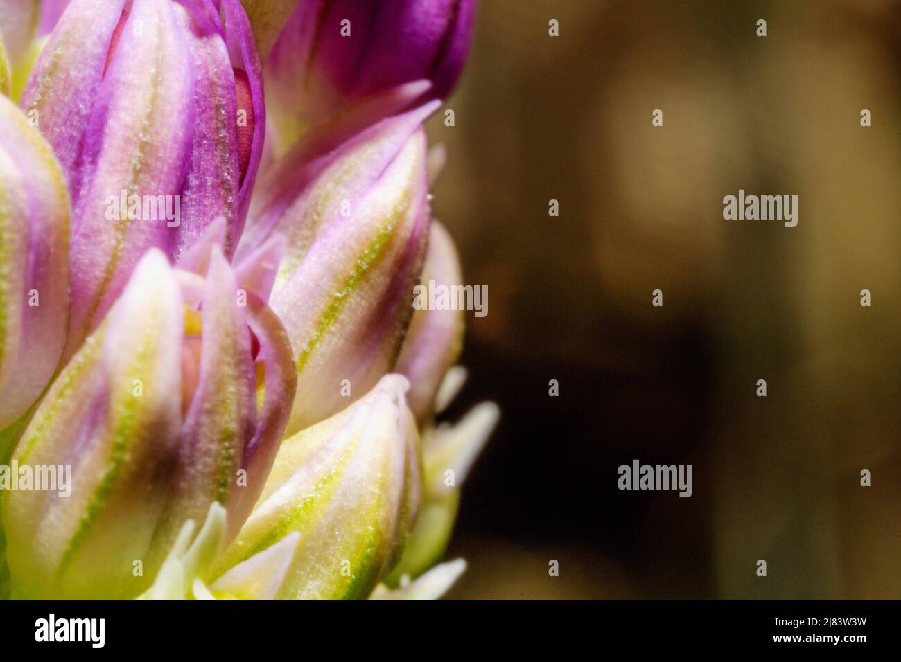 Detail of the blossom of a allium gladiator flower in pink color Stock Photo