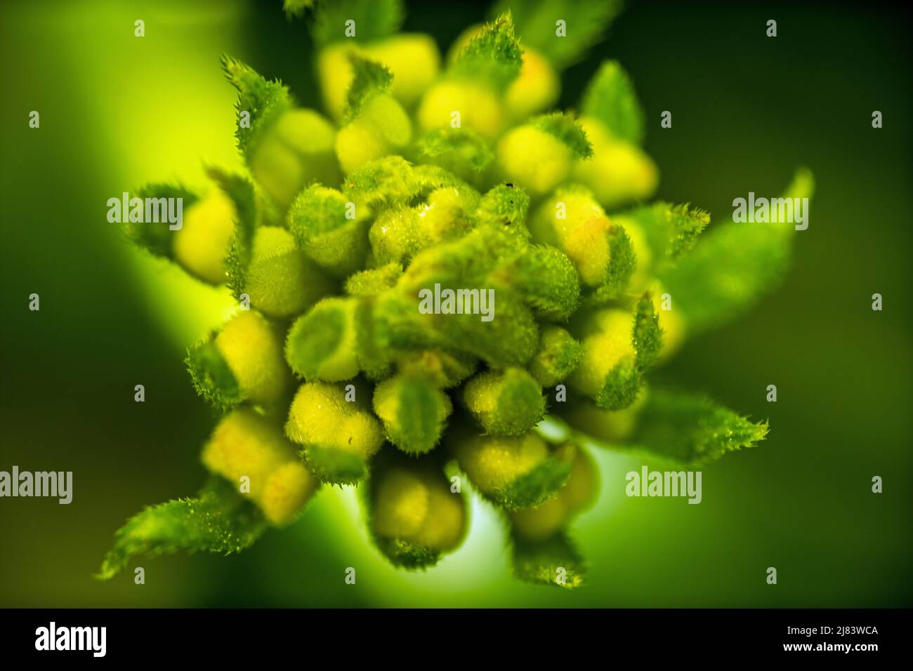 Macro view of the stem of a green colored flower Stock Photo