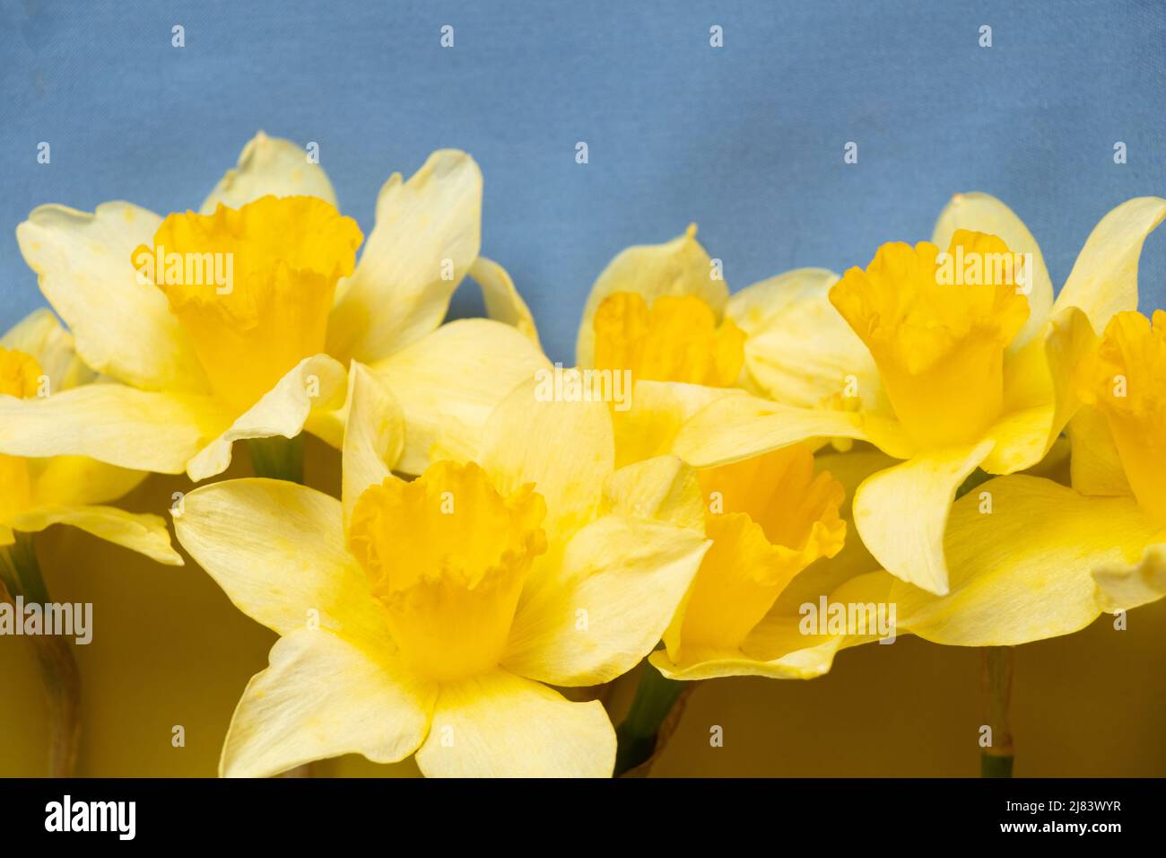 The flag of Ukraine is yellow-blue and yellow narcissus flowers, peace in Ukraine, stop the war 2022 Stock Photo
