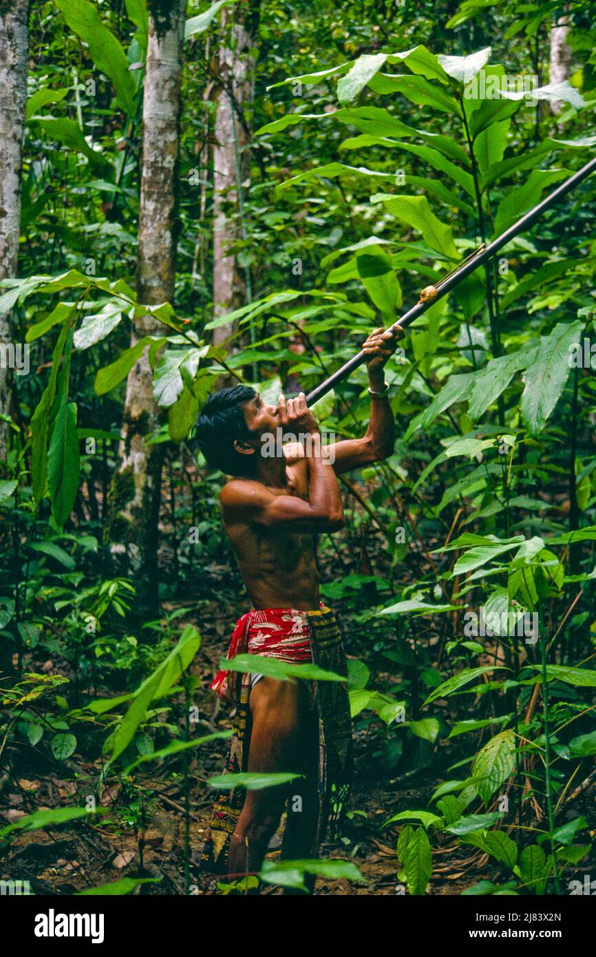 Hunting birds, monkeys with blowgun, poison darts, Iban tribe, former headhunters, rainforest Skrang River, Sarawak, Borneo, Malaysia. Stock Photo