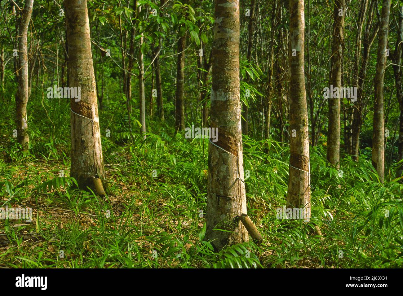 Sustainable agriculture, Iban tribe, former headhunters, rainforest Skrang River, Sarawak, Borneo, Malaysia. Tapping rubber tree for latex. Stock Photo
