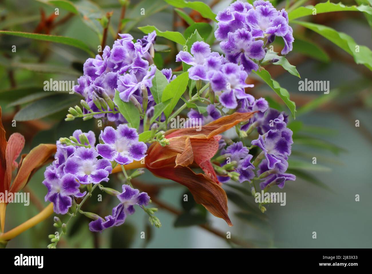 Blooming plant of Duranta erecta or  golden dewdrop.  Pigeon berry Stock Photo