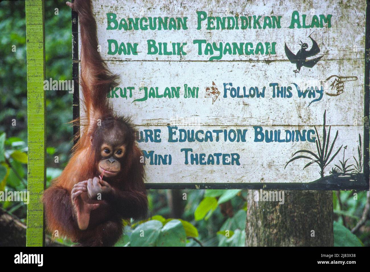 Orangutan. Borneo rain forest.Sepilok Orangutan Sanctuary, Borneo, Malaysia. Highly endangered due to destruction of rainforest habitat.  Name derived from 'orang' and 'hutan', literaly 'man of the forest' Stock Photo