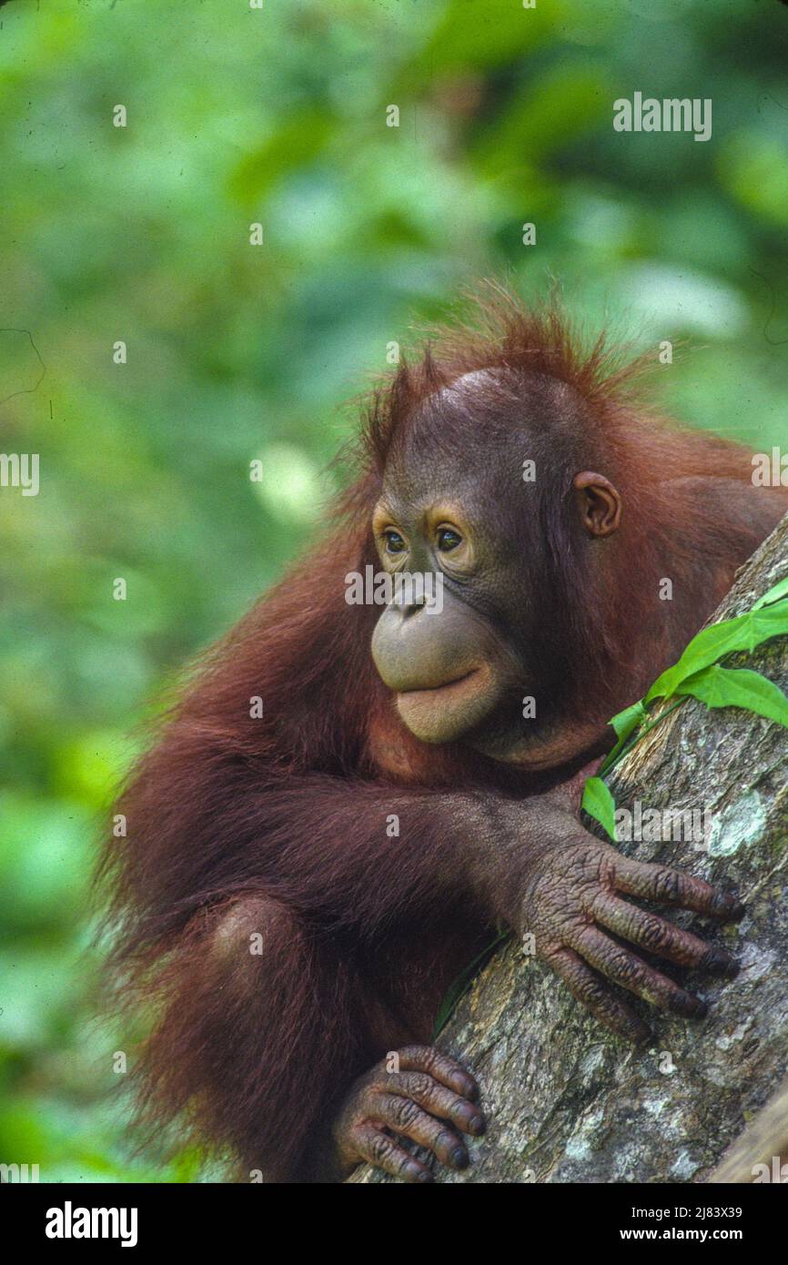 Orangutan. Borneo rain forest.Sepilok Orangutan Sanctuary, Borneo, Malaysia. Highly endangered due to destruction of rainforest habitat.  Name derived from 'orang' and 'hutan', literaly 'man of the forest' Stock Photo