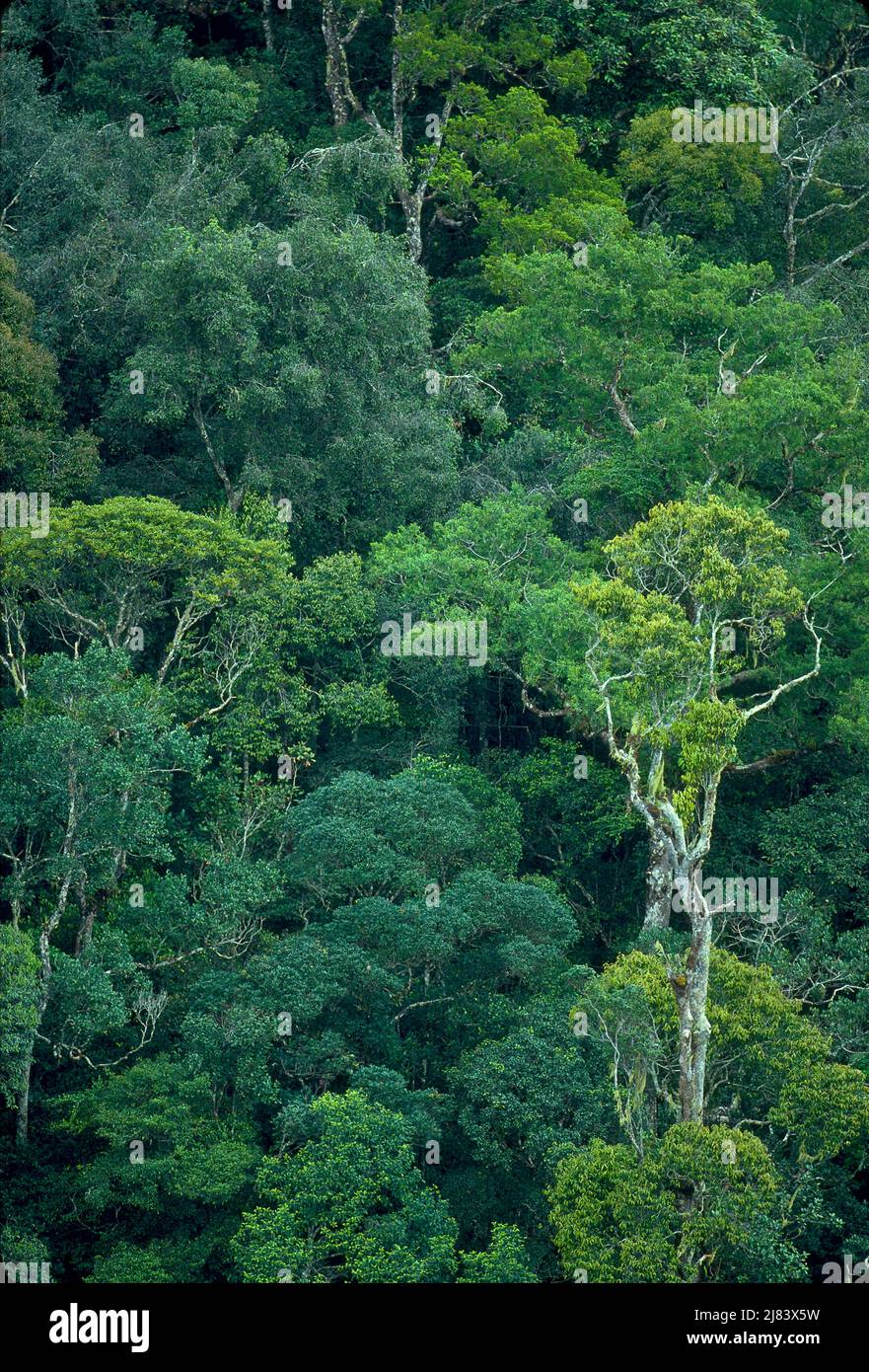 Rainforest, Mt. Kinabalu National Park, Borneo, Malaysia Stock Photo Alamy
