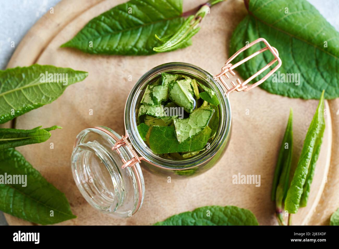A jar filled with japanese knotweed leaves and alcohol preparation of homemade herbal tincture