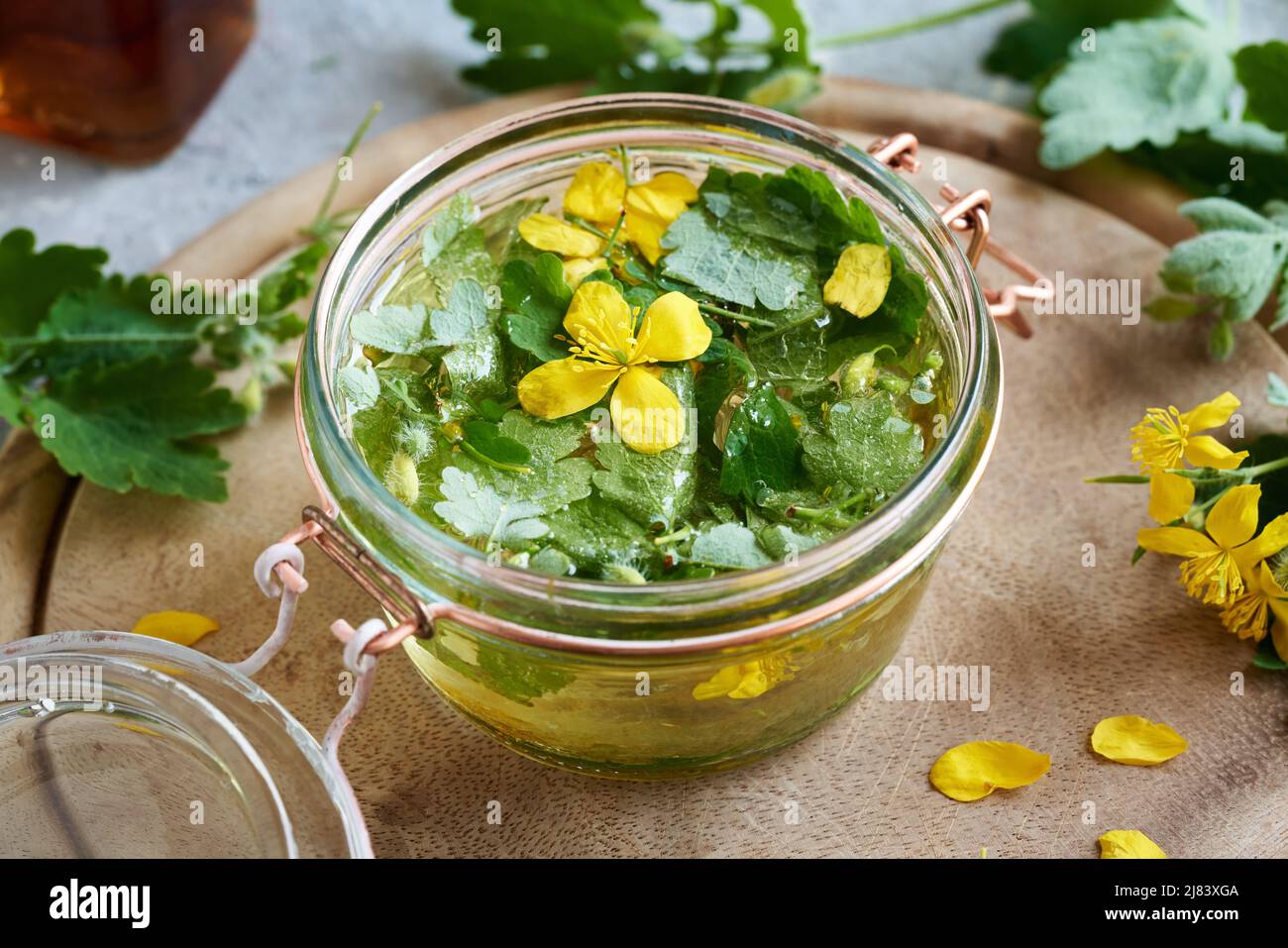 Preparation of herbal tincture from fresh tetterwort or greater