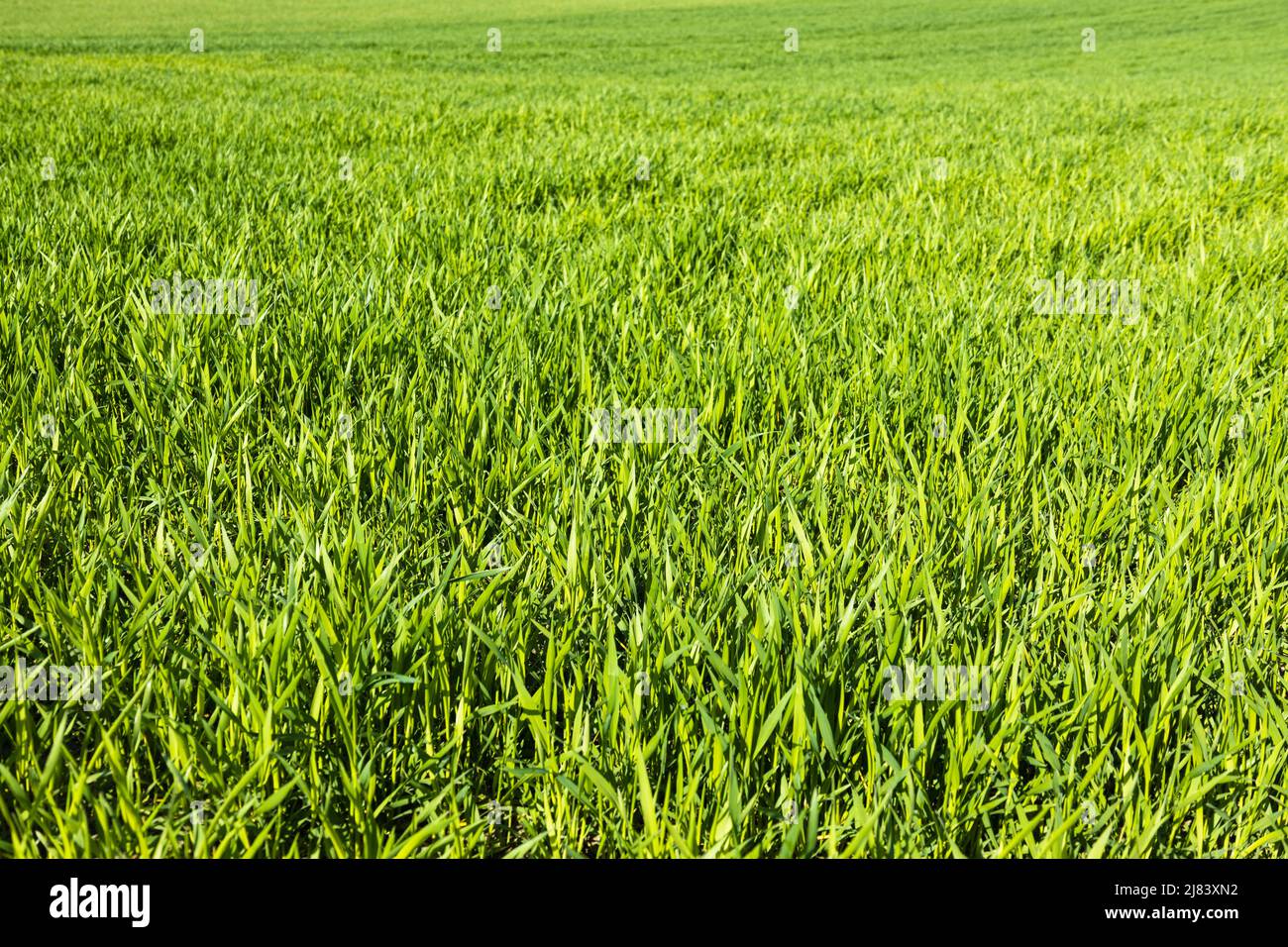 Green lawn freshly grass texture background Stock Photo