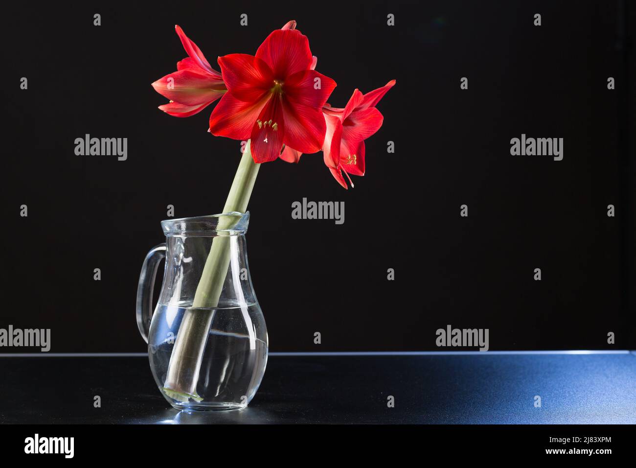 Amaryllis flower on black background Stock Photo - Alamy