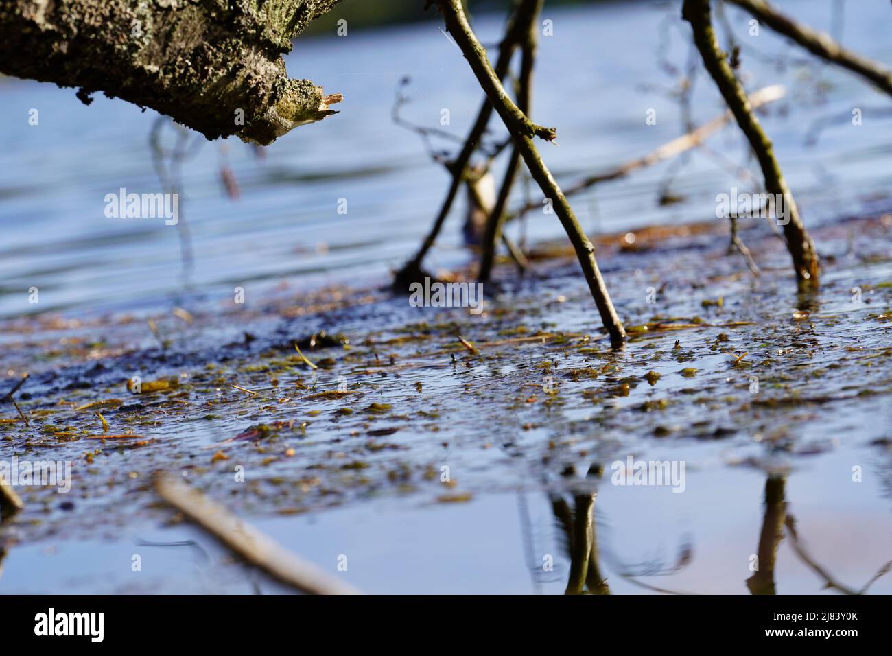 Submerged tree branches hi-res stock photography and images - Alamy