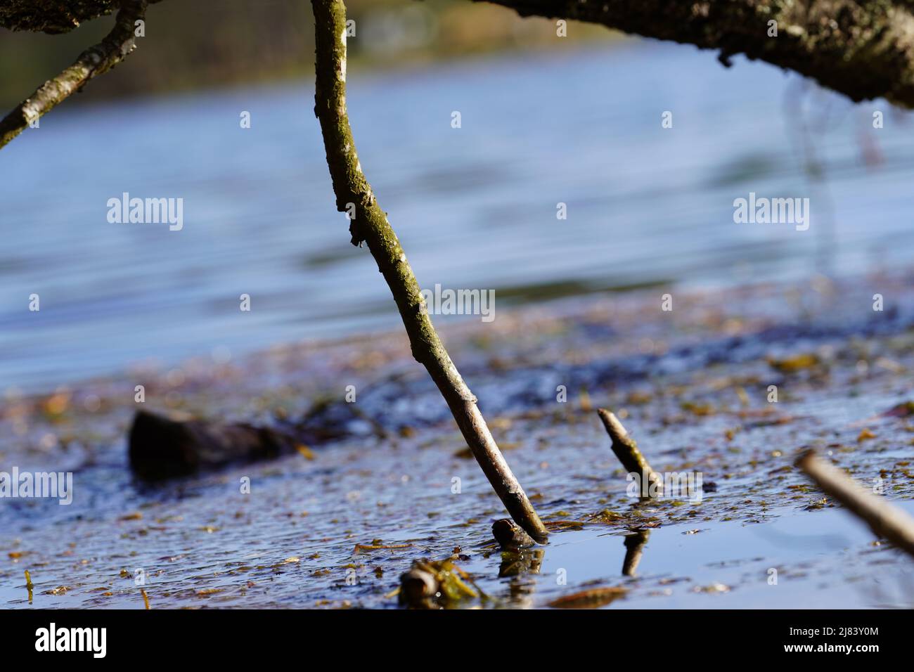 tree bough with branches submerged in lake water Stock Photo Alamy
