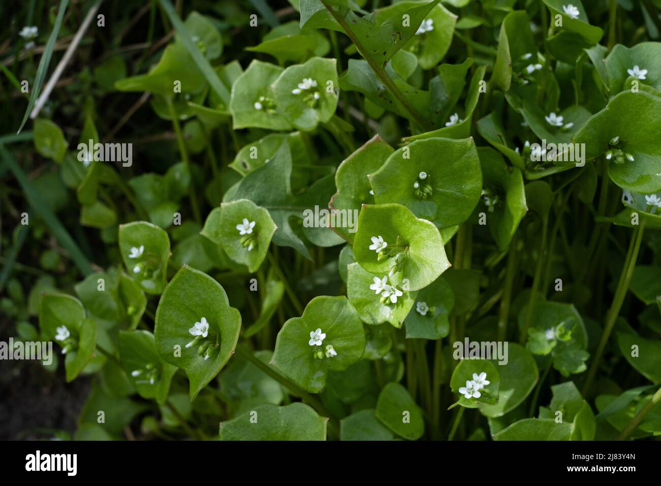 Claytonia perfoliata, Miner's Lettuce, an edible plant growing at the side of the road on the Essex/Suffolk border, UK. Stock Photo