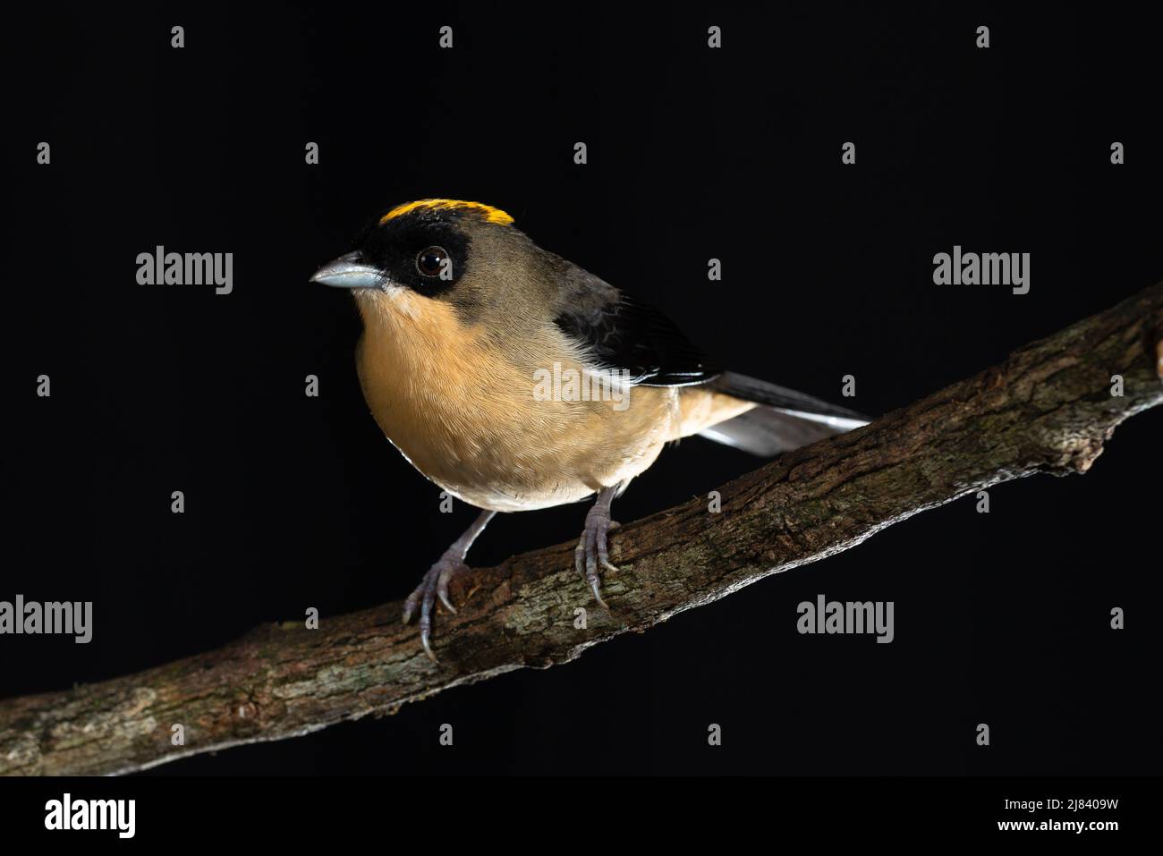A male Black-goggled Tanager (Trichothraupis melanops) from the Atlantic Rainforest of SE Brazil Stock Photo