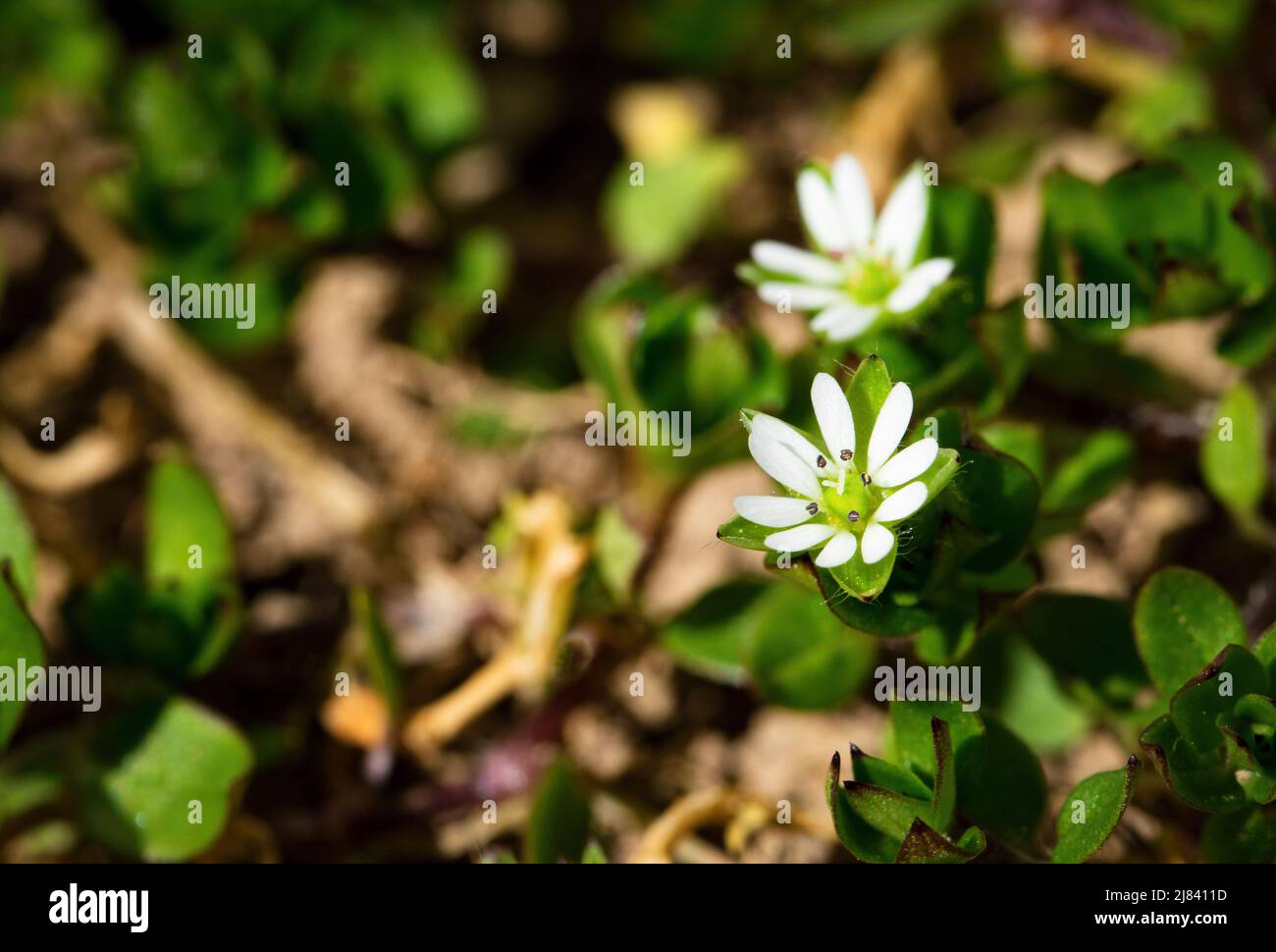 nature seasonal background two white flowers weed Stellaria media Stock Photo
