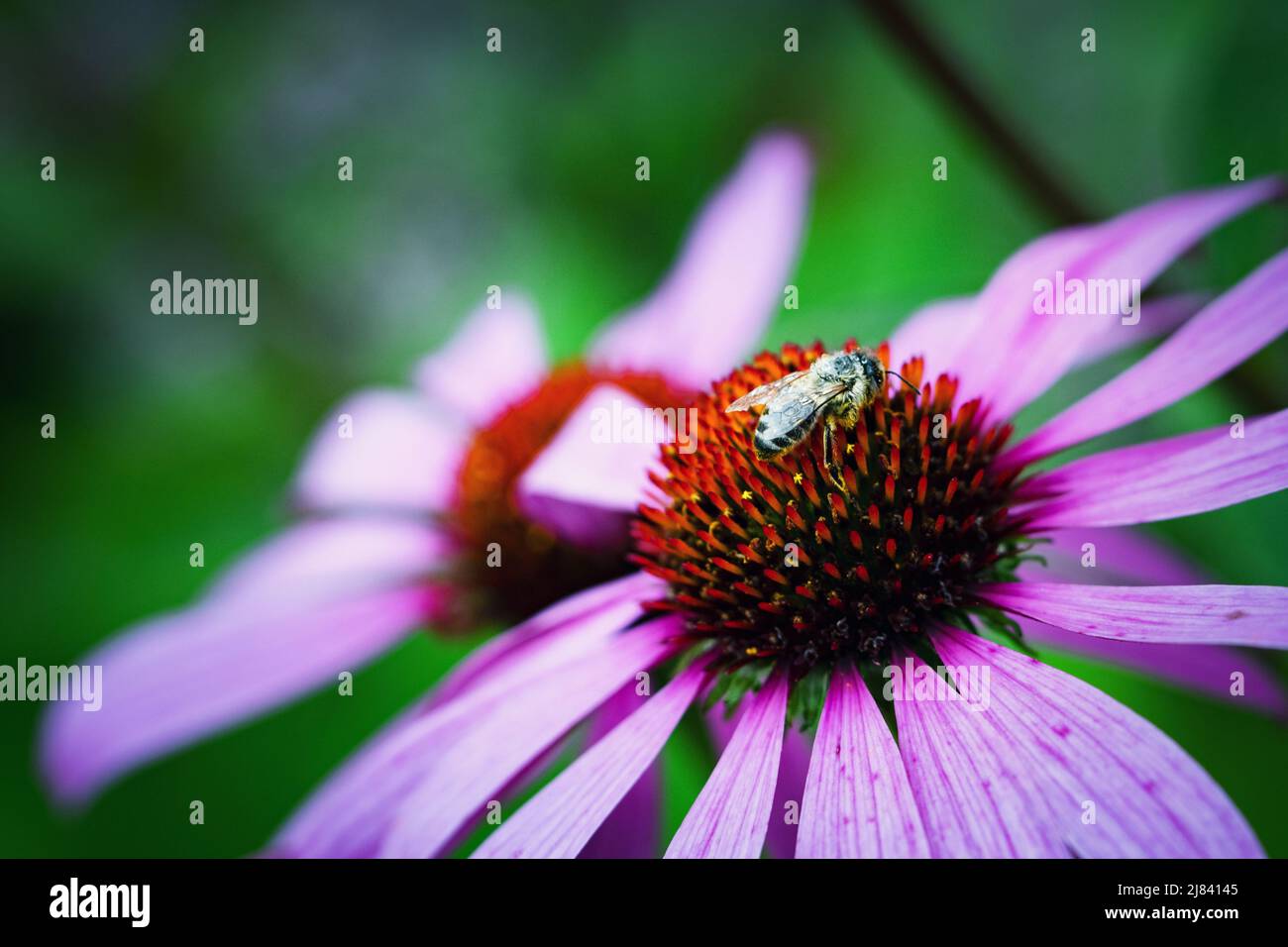 Wet bee hi-res stock photography and images - Alamy
