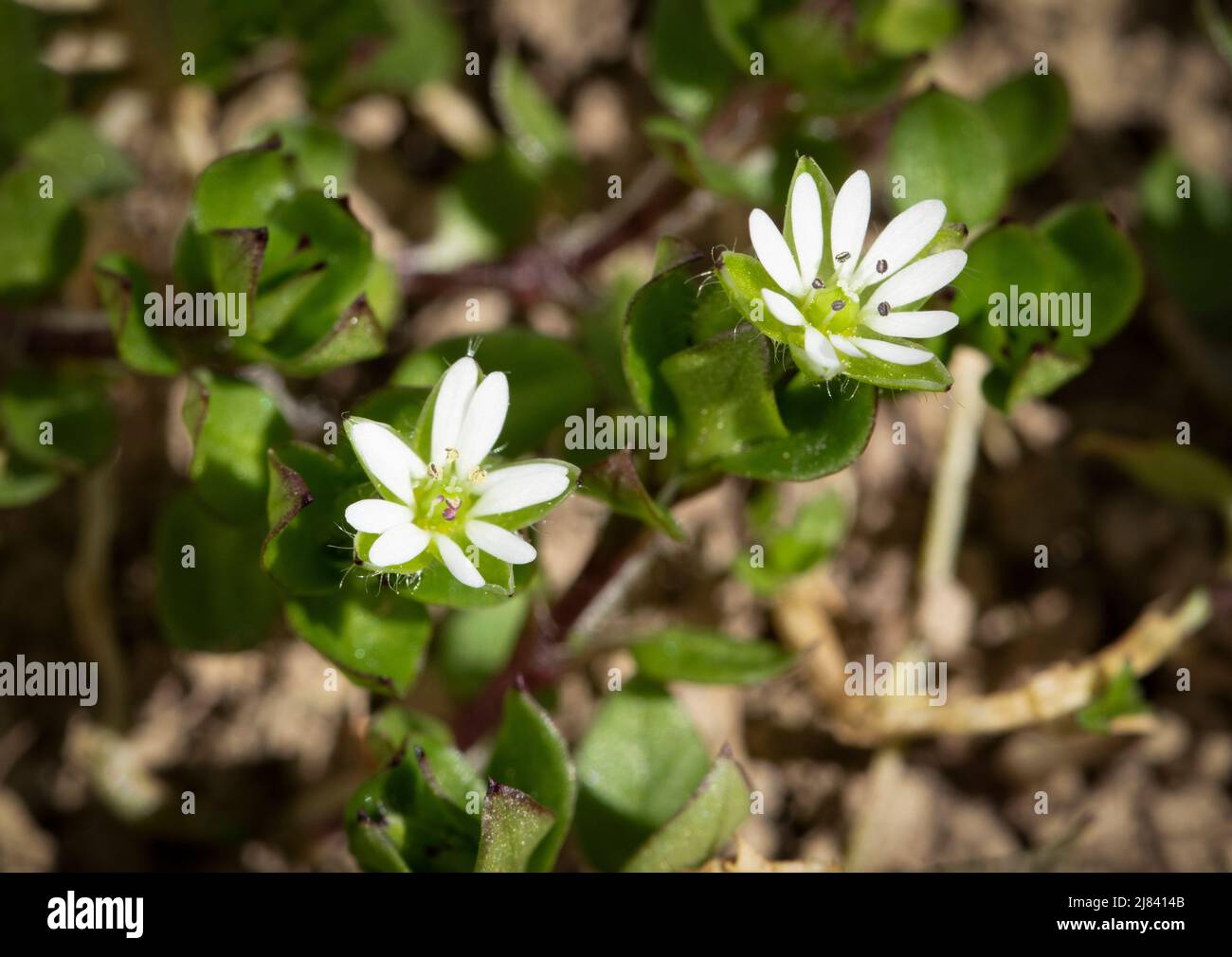 nature seasonal background two white flowers weed Stellaria media Stock Photo