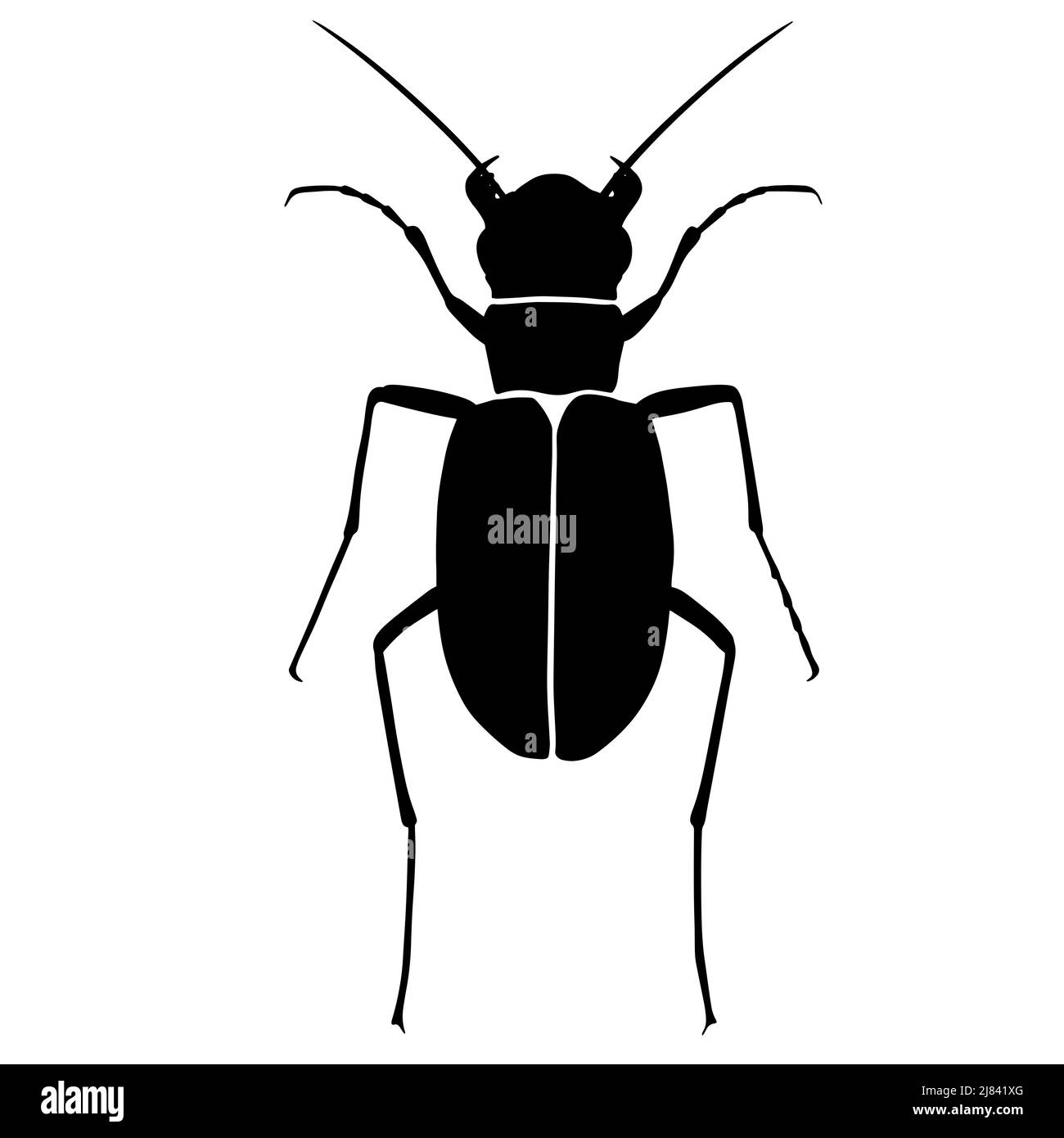 Black illustration of a tropical beetle. The insect is a pest of forests and gardens. Drawing for tattoo Stock Photo