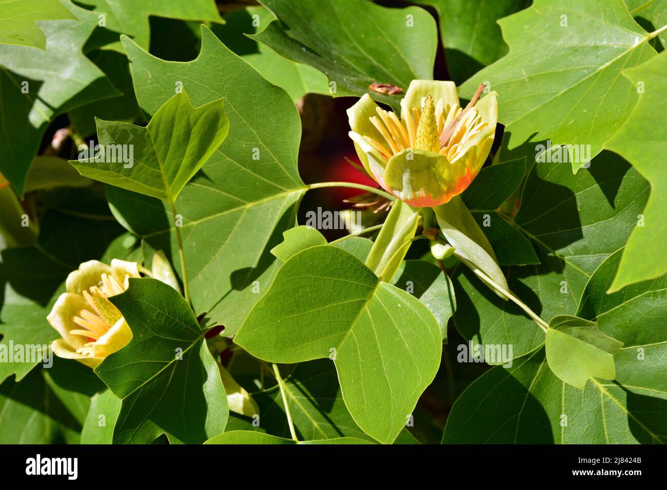 Flor del árbol de las tulipas , Liriodendron tulipifera, en primavera Stock Photo
