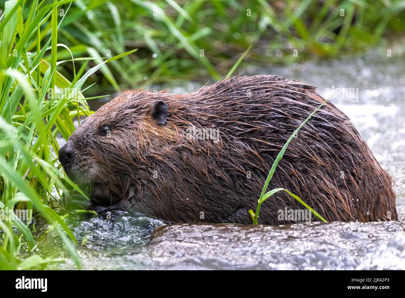 Feeding North American Beaver Castor Canadensis Stock Photo Alamy