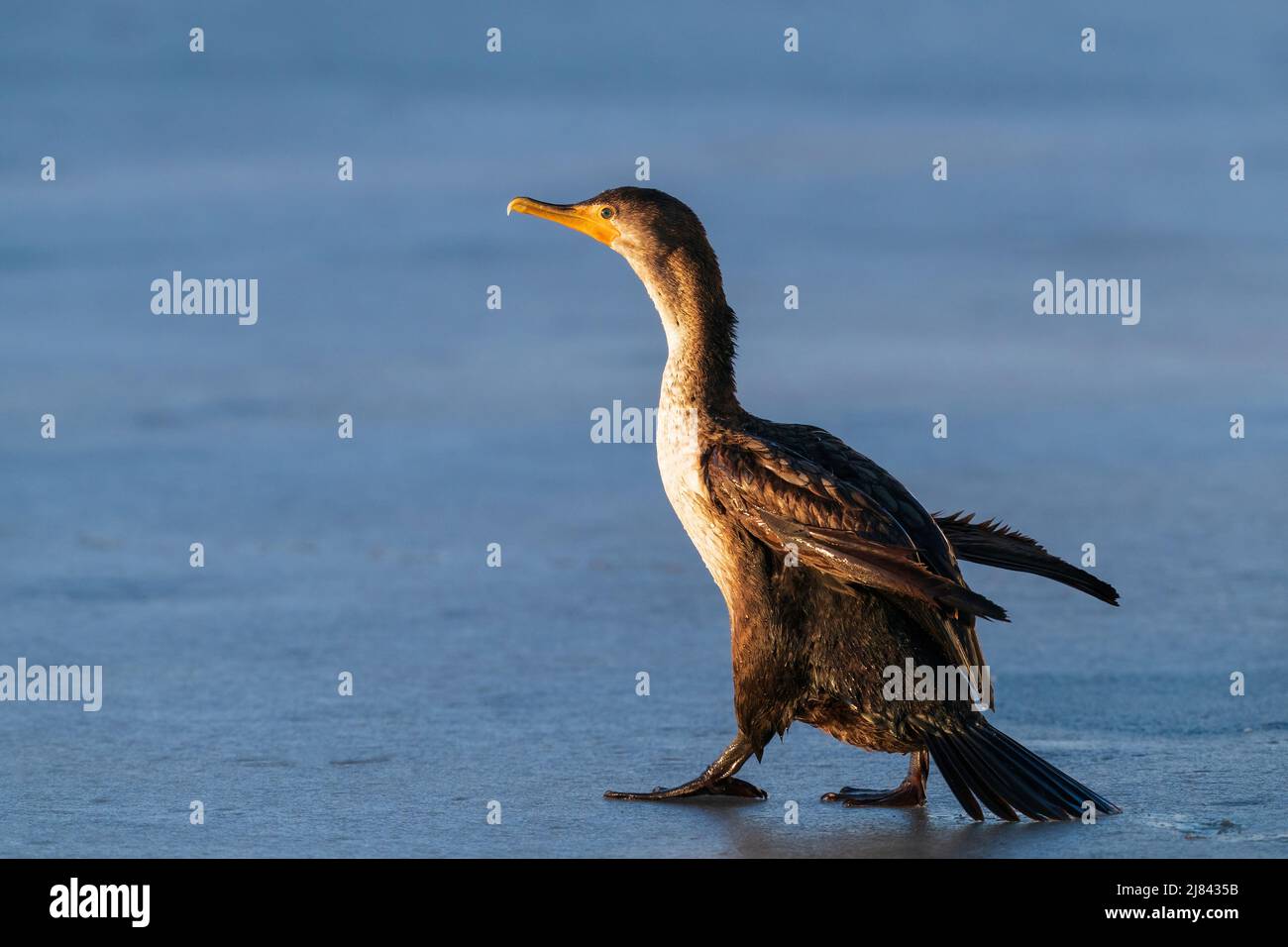 A young Doublecrested Cormorant walking across a frozen lake towards