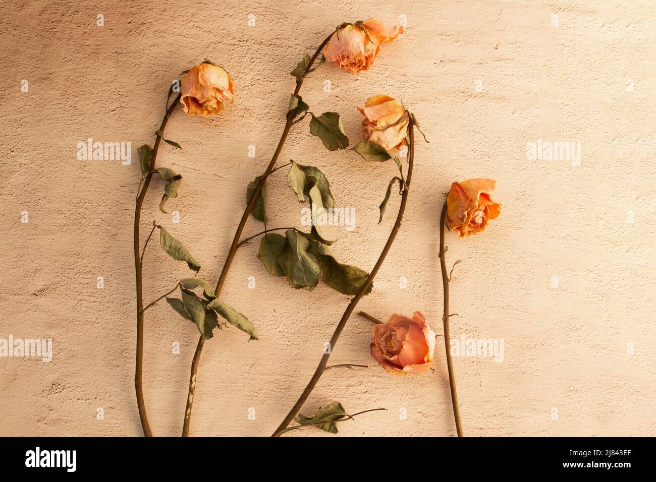 pastel-toned desiccated roses seen from above on a light background Stock Photo
