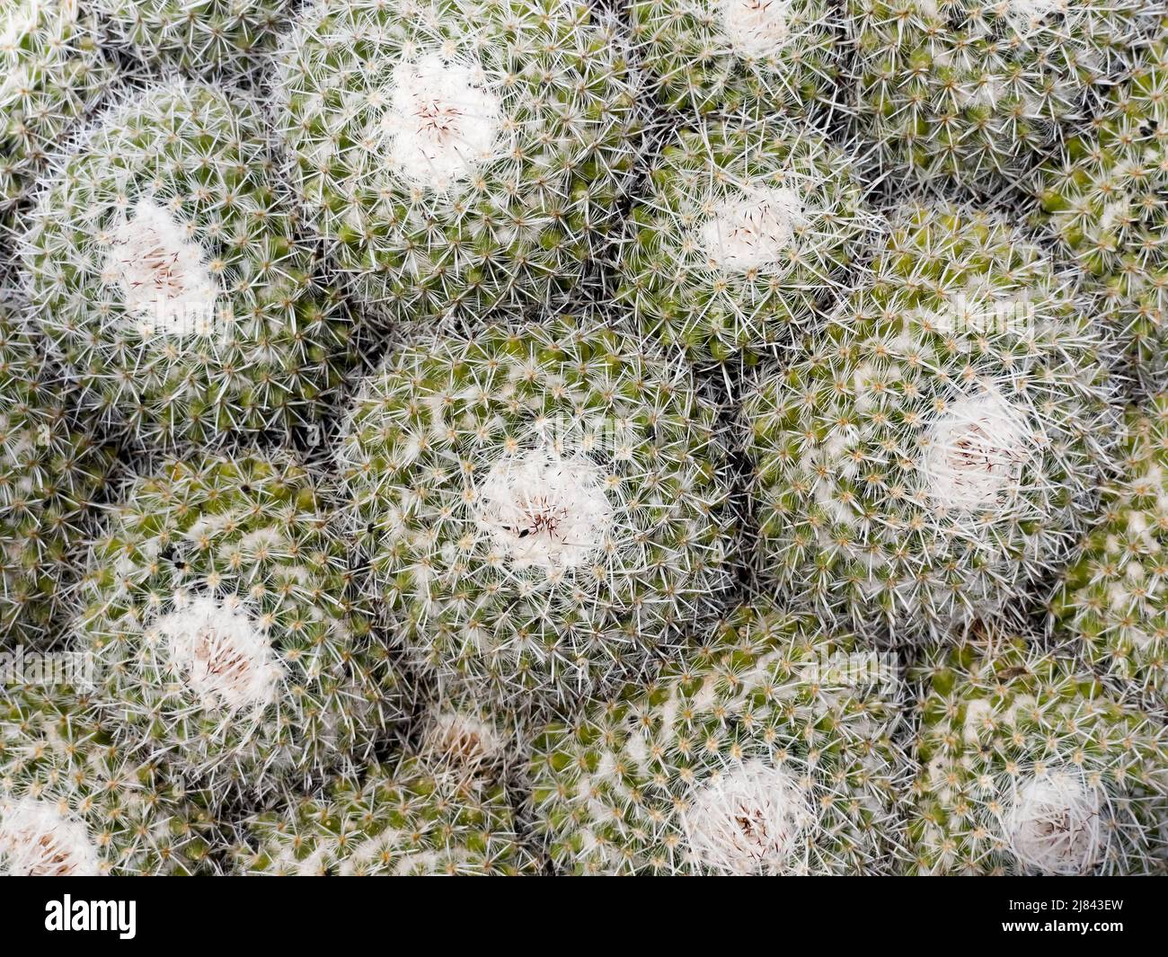 Cactus plant beautiful nature background. Nature and ecology concept image. Stock Photo
