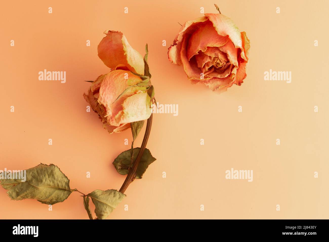 pink top view with dried roses in pastel color and writing space Stock Photo
