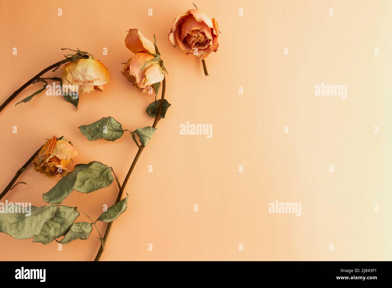 top view of dried roses on light background with copy space Stock Photo