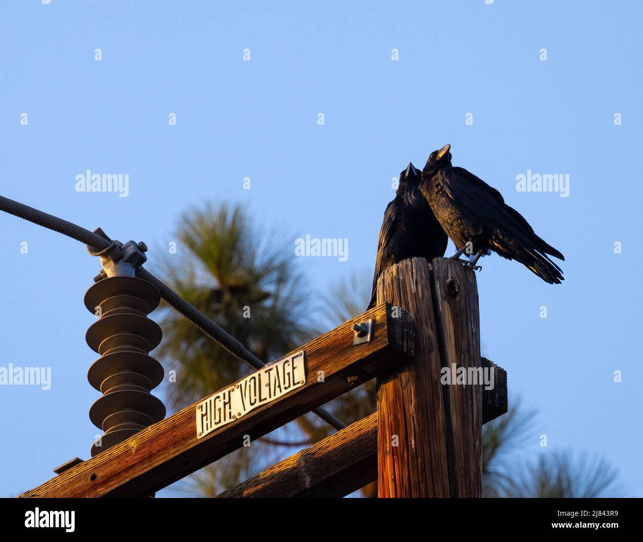Mated pair of ravens Stock Photo