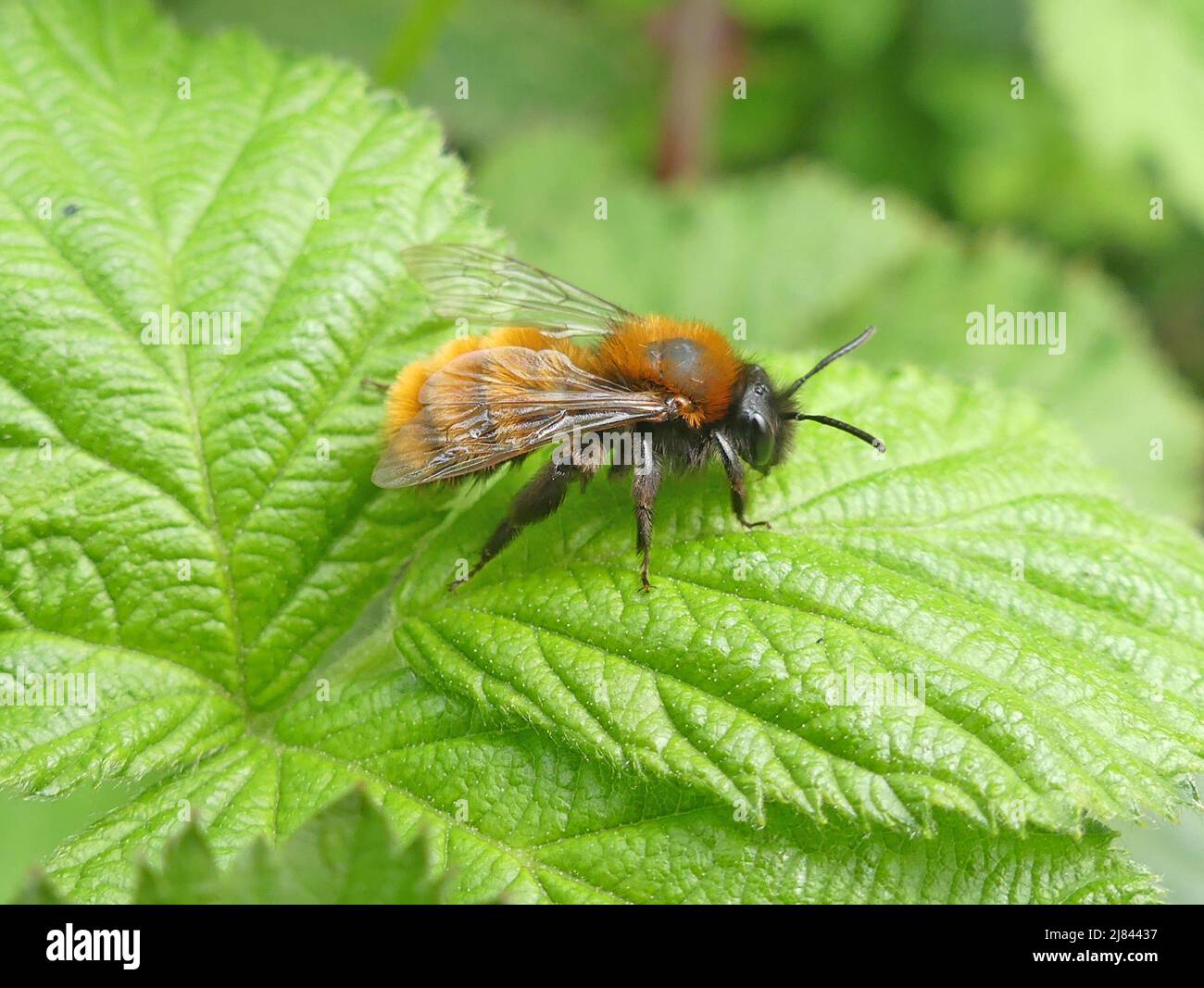 TAWNY MINING BEE Andrena fulva. Photo: Tony Gale Stock Photo