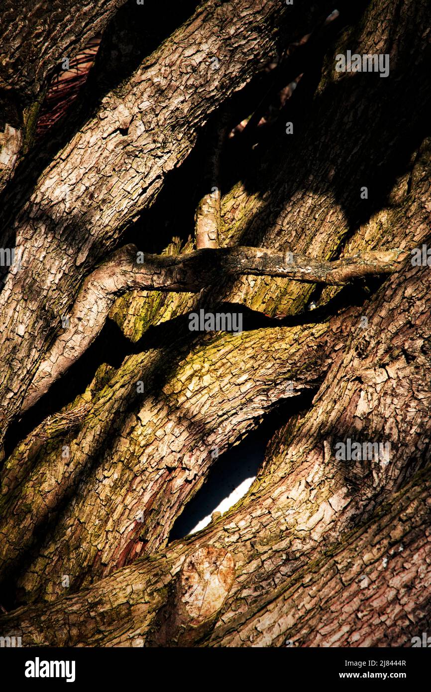 nature seasonal background abstract detail of branches Stock Photo - Alamy