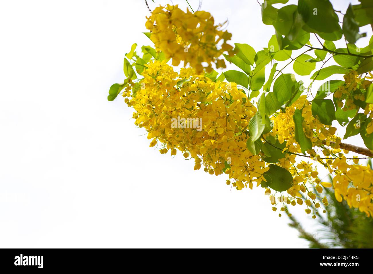 Inflorescence of bright yellow cassia fistula flowers on a white background, space for text. Tropical plants of Asia. Stock Photo