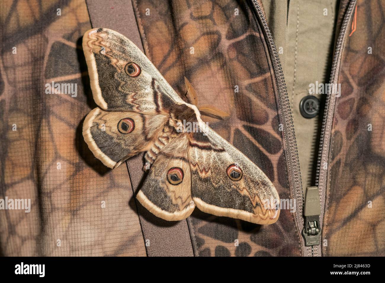 Giant Peacock Moth, Saturnia pyri, single adult resting on a camouflaged jacket, Ultima Frontiera, Romania, 26 April 2022 Stock Photo