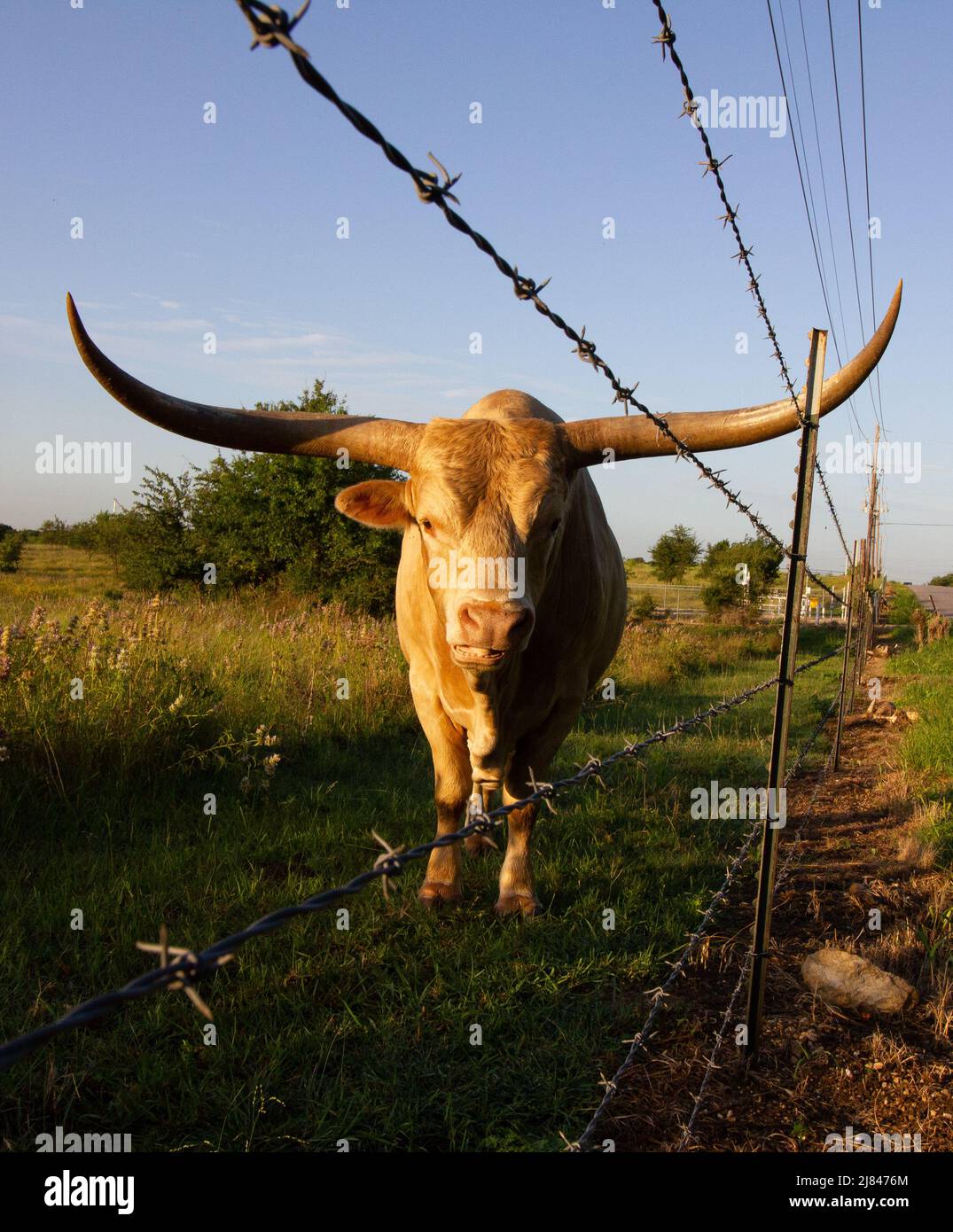 Longhorn Steer in a pasture with barb wire and blue sky and green grass Stock Photo