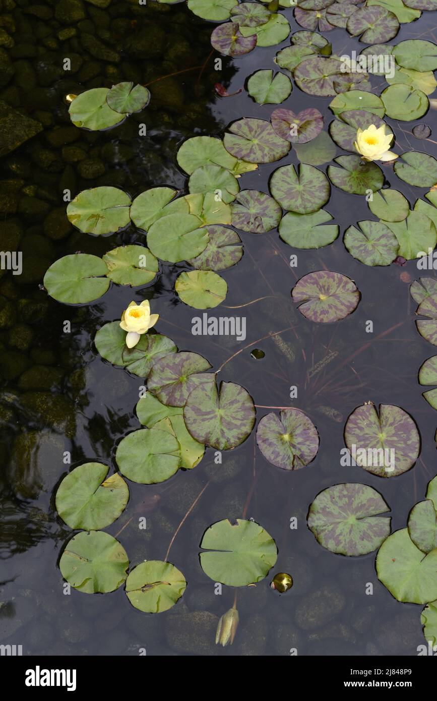 Flowering ornamental lily pads in a pond Stock Photo Alamy