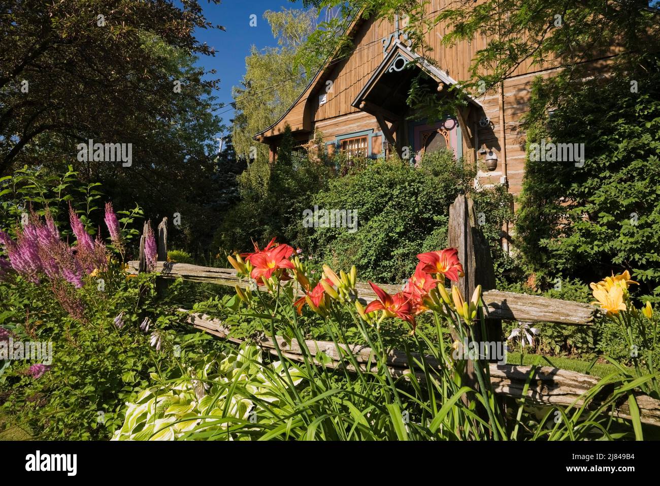 Mixed Hemerocallis - Daylily flowers, Hosta in backyard border in summer. Stock Photo