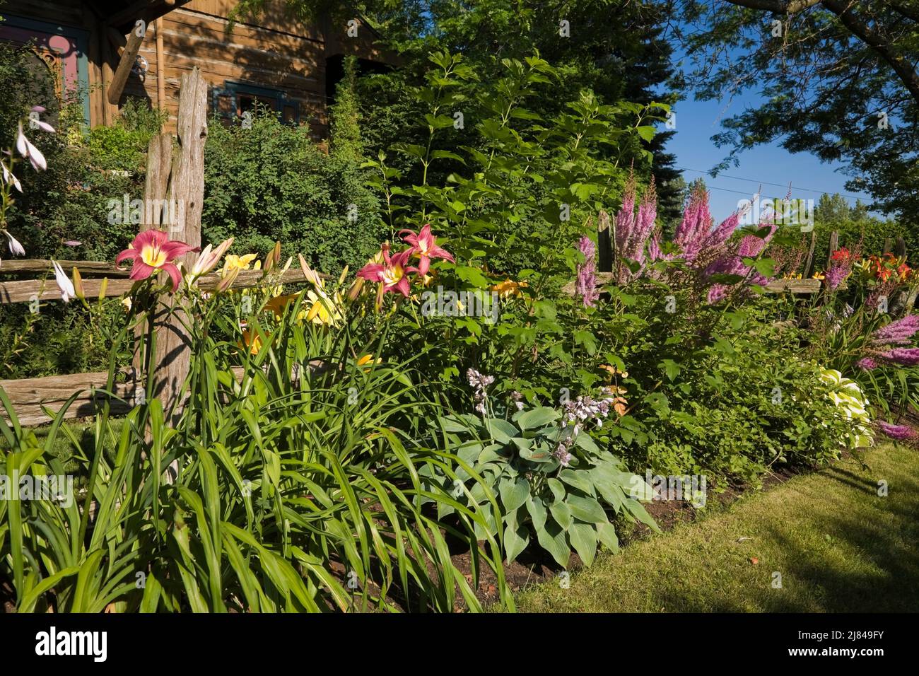 Mixed Hemerocallis - Daylily flowers, Hosta in backyard border in summer. Stock Photo