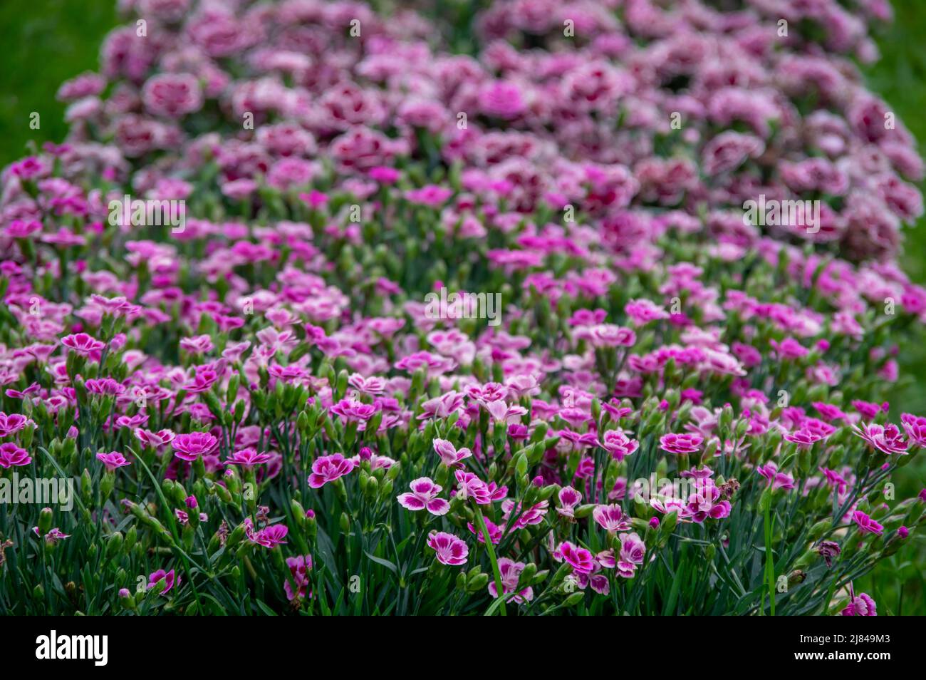 Lots of clove pink carnation flowers blossoming with green grass in the background Stock Photo