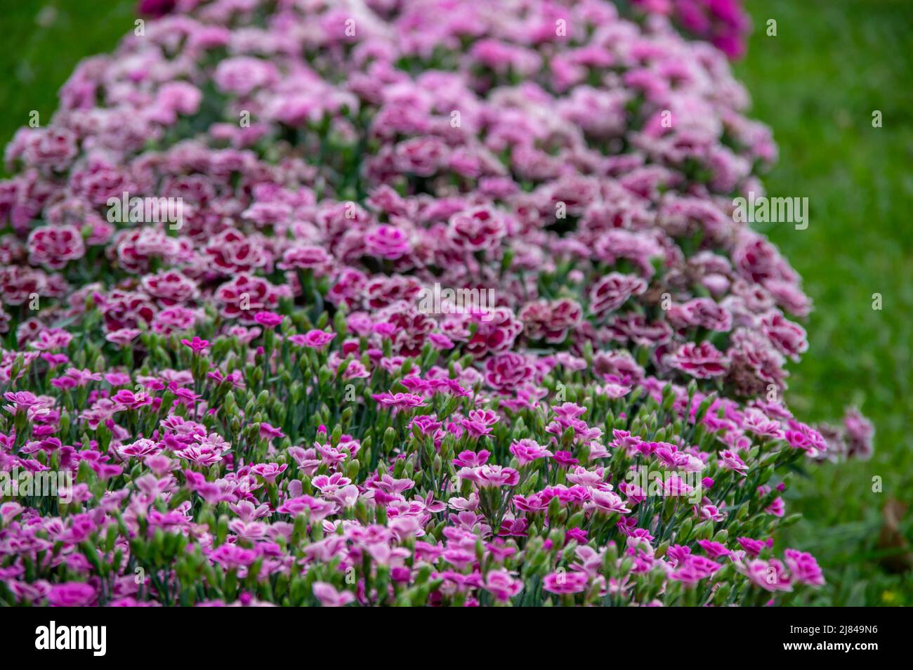 Lots of clove pink carnation flowers blossoming with green grass in the background Stock Photo