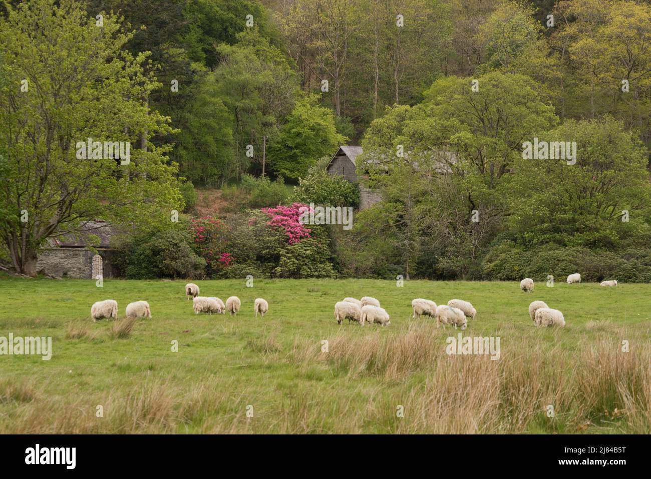 Old cottages in Hafod Uchtryd wooded and landscaped estate, in the