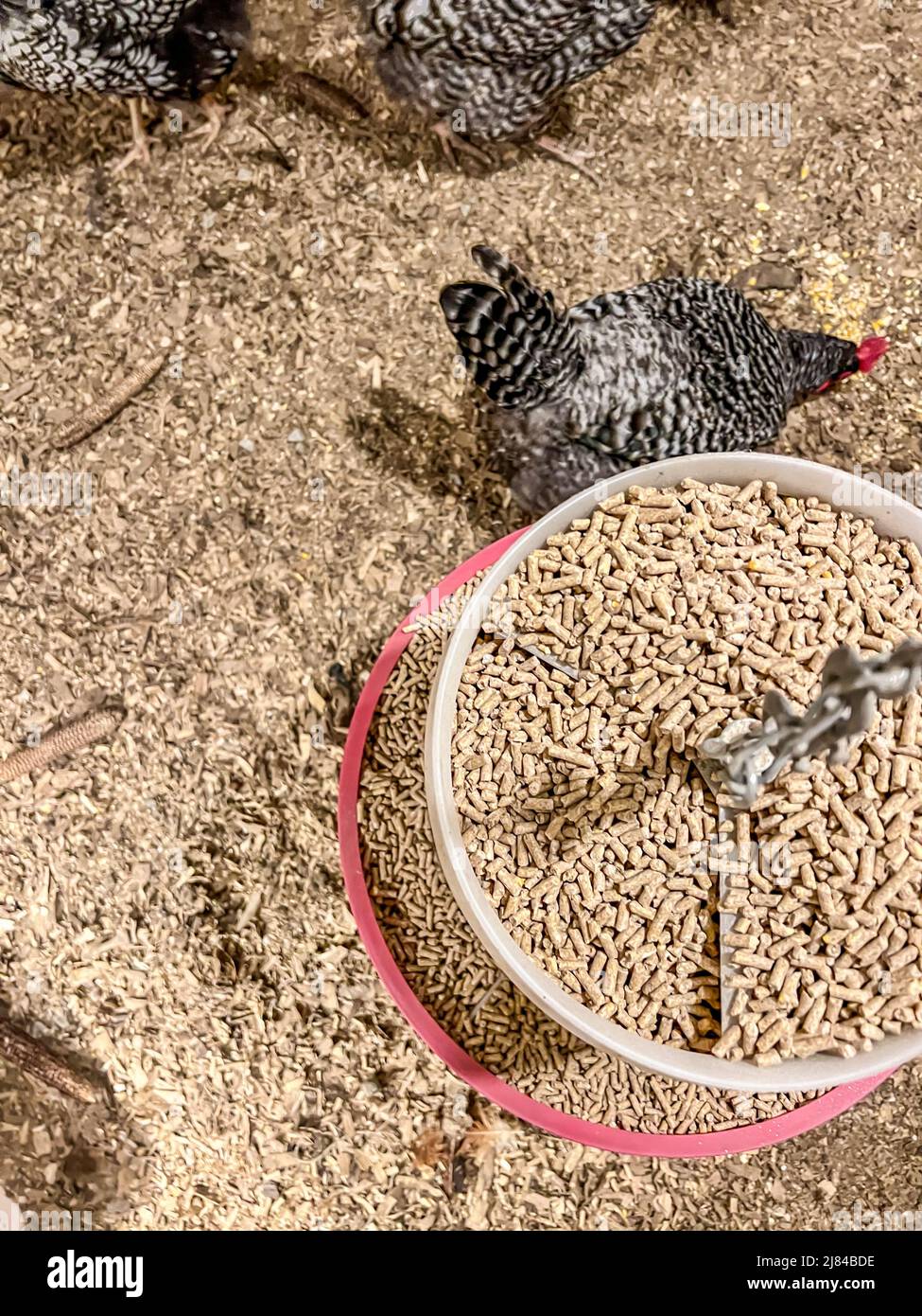 Overhead view of a chicken feeder in a free range coop with birds